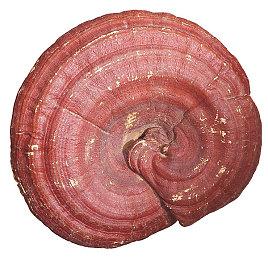 B社招募《辐射：伦敦》Mod编剧 担任副任务设计师